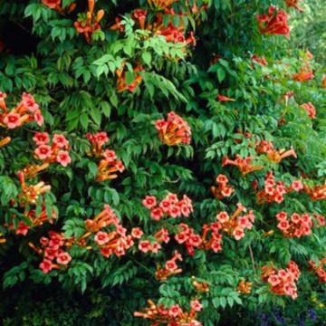 Luleaua turcului (Campsis radicans) ghiveci 2l, planta gard viu, planta cataratoare, flori portocaliu, rosu - Img 2