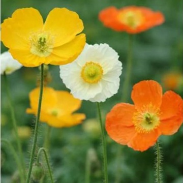 Mac mixt (Papaver Champagne buble Mix) - Img 2