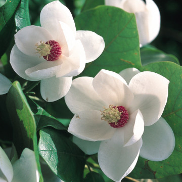 Magnolia (Magnolia sieboldii), planta ornamentala, planta parfumata, flori alb, crem - Img 3