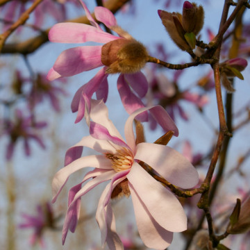 Magnolia stelata roz (Magnolia stellata Rosea), arbust ornamental, planta parfumata, flori roz - Img 1