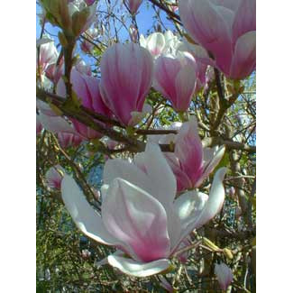Magnolia superba (Magnolia sou. Superba), planta ornamentala, flori alb, roz - Img 3