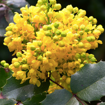 Mahonie (Mahonia aquifolium), vesnic verde, arbust ornamental, planta melifera - Img 4