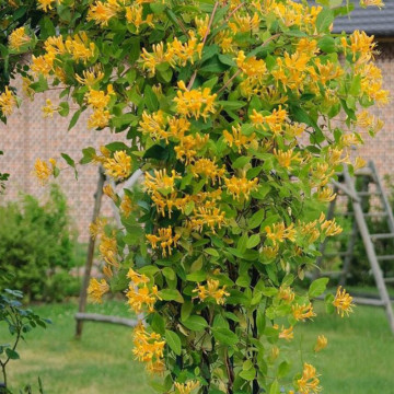 Mana Maicii Domnului galbena (Lonicera tellmanniana) ghiveci 2 l, planta gard viu, planta cataratoare, planta parfumata - Img 4