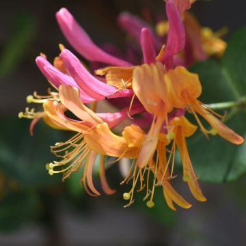 Mana Maicii Domnului ( Lonicera heckr. Goldflame) ghiveci 2 l, planta cataratoare