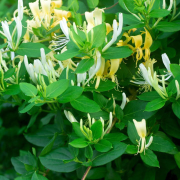 Mana Maicii Domnului (Lonicera japonica Halls prolific), planta gard viu, vesnic verde, gradina japoneza