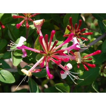 Mana Maicii Domnului (Lonicera per Belgica Select) ghiveci 2l, planta gard viu, planta cataratoare, gradina japoneza - Img 2