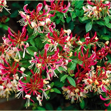Mana Maicii Domnului (Lonicera per Belgica Select), planta gard viu, planta cataratoare, gradina japoneza