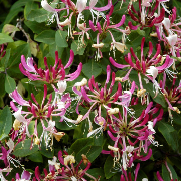 Mana Maicii Domnului ( Lonicera per Serotina), planta cataratoare