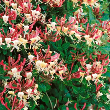Mana Maicii Domnului rosie (Lonicera japonica American Beauty), planta gard viu, planta cataratoare, gradina japoneza - Img 4