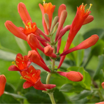 Mana Maicii Domnului rosie (Lonicera x br. Dropmore scarlet), planta gard viu, planta cataratoare, gradina japoneza