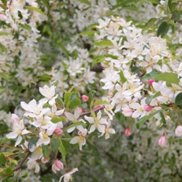 Mar decorativ (Malus baccata pendula) 120 cm - Img 2