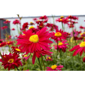 Margarete rosii (Tanacetum Robins red) ghiveci 2 l, planta perena, flori rosu