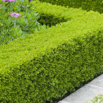 Merisor (Buxus sempervirens) 25-40 cm, planta gard viu, vesnic verde - Img 2