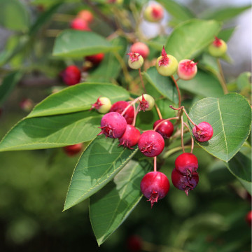 Merisor de miere (Amelanchier lamarkii), planta gard viu, arbust fructifer, planta medicinala
