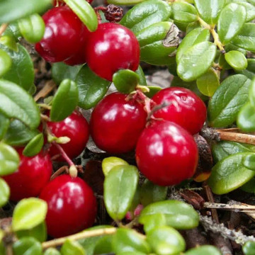 Merisor (Vaccinium macrocarpon Pilgrim), arbust fructifer - Img 3