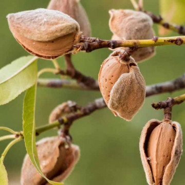 Migdal (Prunus amygdaloides), pom fructifer