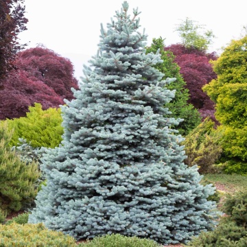 Molid argintiu altoit (Picea pungens Edit) 20-30 cm - Img 3