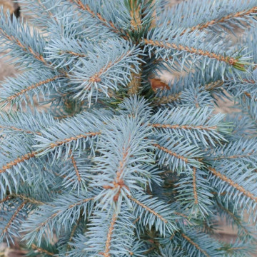 Molid argintiu (Picea pungens Super Blue Seedling), vesnic verde, conifer ornamental, frunzis albastru - Img 2