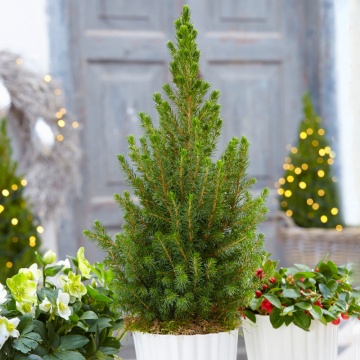 Molid conic (Picea glauca Conica) 15-25 cm ghiveci 2 l, vesnic verde, conifer ornamental - Img 3