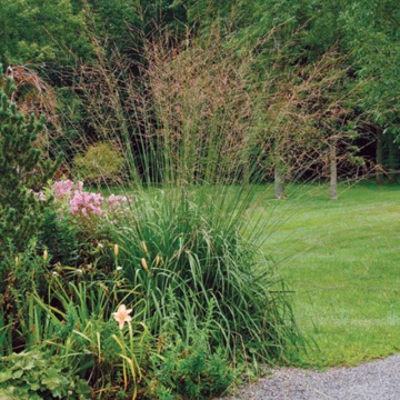 Molinia (Molinia arundinacea skyracer), iarba decorativa - Img 2