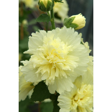 Nalba de gradina (Alcea rosea spring cel lemon), planta perena, flori galbene - Img 2