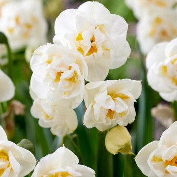 Narcise Bridal Crown (Narcissus Bridal Crown), bulbi narcise, flori alb, galben
