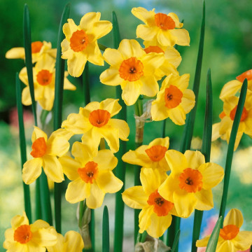 Narcise Golden Dawn (Narcissus Golden Dawn), bulbi narcise, flori galbene