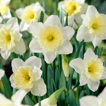 Narcise Ice follies (Narcissus Ice Follies), bulbi narcise, flori alb, galben - Img 2