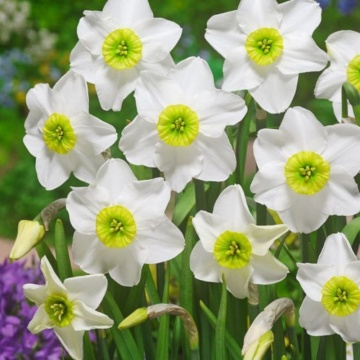 Narcise Sinopel (Narcissus Sinopel), bulbi narcise, flori alb - Img 2