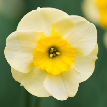 Narcise Sun Disc (Narcissus Sun Disc), bulbi narcise, flori galbene