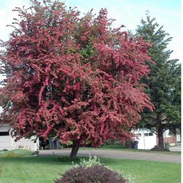 Paducel decorativ (Crataegus laevigata Paul's Scarlet), arbust ornamental, flori roz
