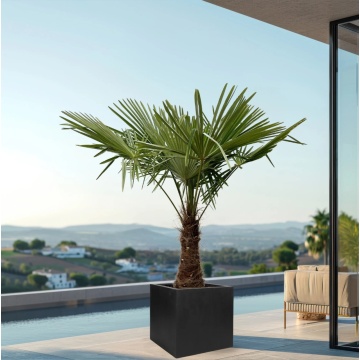 Palmier rezistent la ger (Trachycarpus fortunei), arbust ornamental