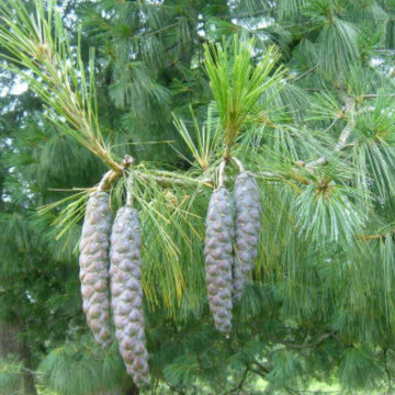 Pin de Himalaia (Pinus griffitti/wallchiana), vesnic verde, conifer ornamental - Img 3