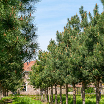 Pin silvestru (Pinus sylvestris), vesnic verde, conifer ornamental