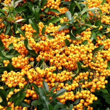 Piracanta galbena (Pyracantha Golden Charmer), planta gard viu, vesnic verde - Img 3