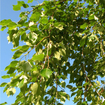 Plop chinezesc (Populus simonii), perdea forestiera