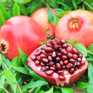 Rodie (Punica Granatum Wonderful), arbust fructifer