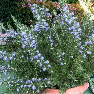 Rozmarin (Rosmarinus Blue Winter), vesnic verde, planta aromatica, frunzis albastru - Img 5