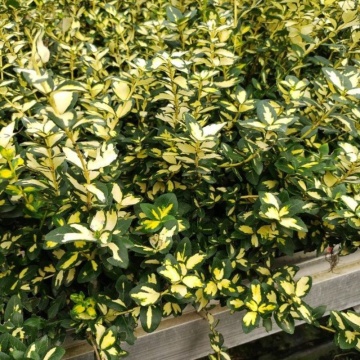 Salba galbena (Euonymus fortunei Sunspot), planta gard viu, vesnic verde, frunzis galben, verde - Img 3
