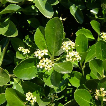 Salba vesnic verde (Euonymus japonicus) 30-50 cm, planta gard viu, frunzis verde-galben - Img 3