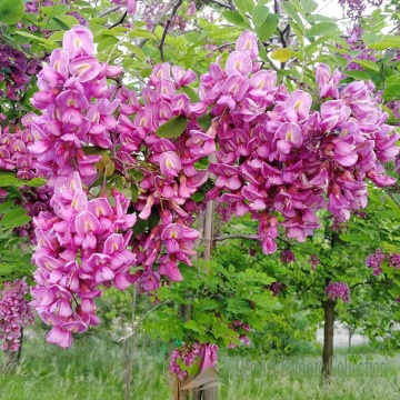 Salcam cu flori rosii (Robinia × mar. Georgia da Torino), arbore ornamental, planta melifera, planta parfumata - Img 1