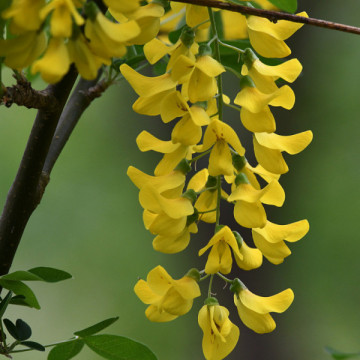 Salcam galben (Laburnum anagyroides) 20-40 cm