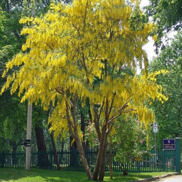 Salcam galben (Laburnum anagyroides) - Img 5