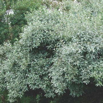 Salcioara (Elaeagnus commutata), planta gard viu, arbust ornamental, perdea forestiera - Img 3