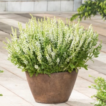 Salvia alba (Salvia nemorosa Synchro white), planta perena, planta aromatica, planta medicinala