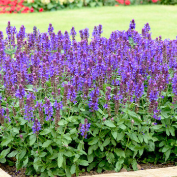 Salvie (Salvia nemorosa Salvatore Blue), planta perena, planta aromatica, planta medicinala - Img 3