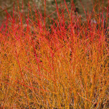 Sanger decorativ ( Cornus sanguinea Winter Beauty), arbust ornamental - Img 3