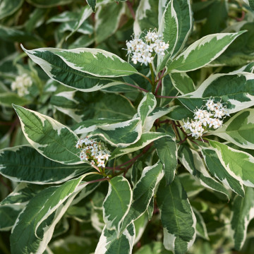 Sanger decorativ Elegantissima (Cornus alba Elegantissima), planta gard viu, planta ornamentala, frunzis verde-argintiu