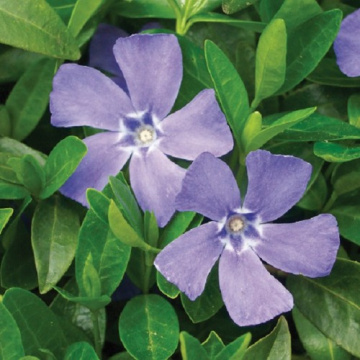 Saschiu (Vinca major Deep Blue), planta acoperitoare de sol