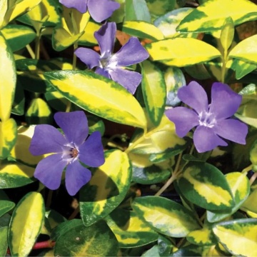 Saschiu (Vinca minor Illumination)